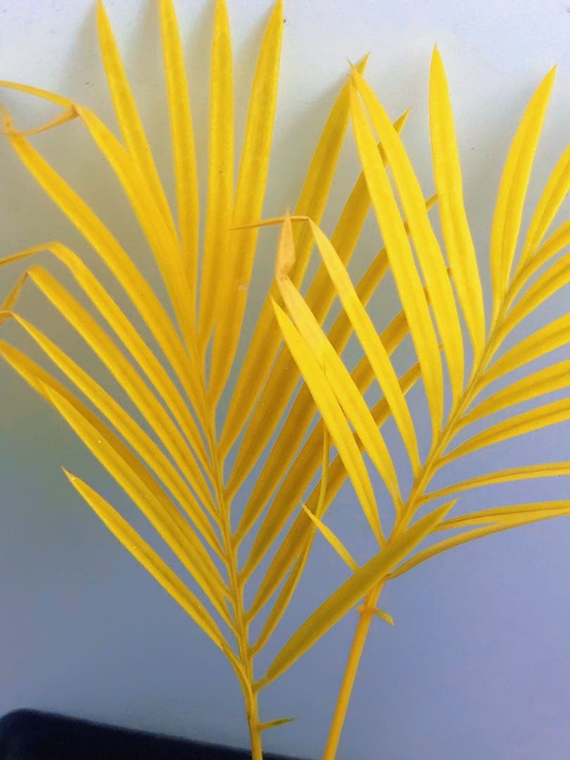 中*道様 Q103黄色の羽状葉の観葉植物ソテツ錦、稀有株