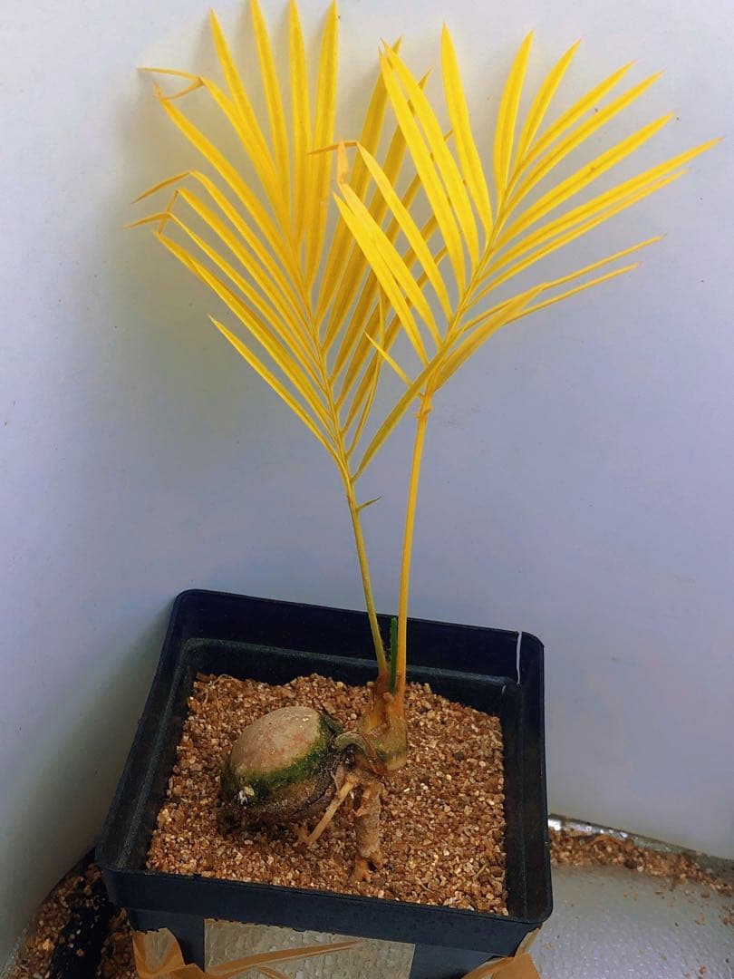 中*道様 Q103黄色の羽状葉の観葉植物ソテツ錦、稀有株