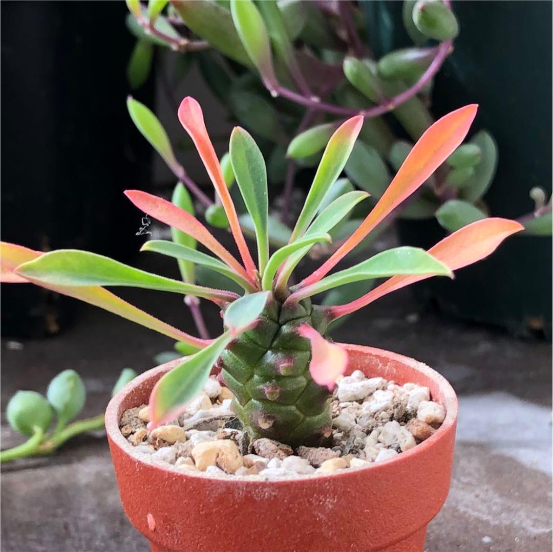 多肉植物^o^  パイナップルコーン