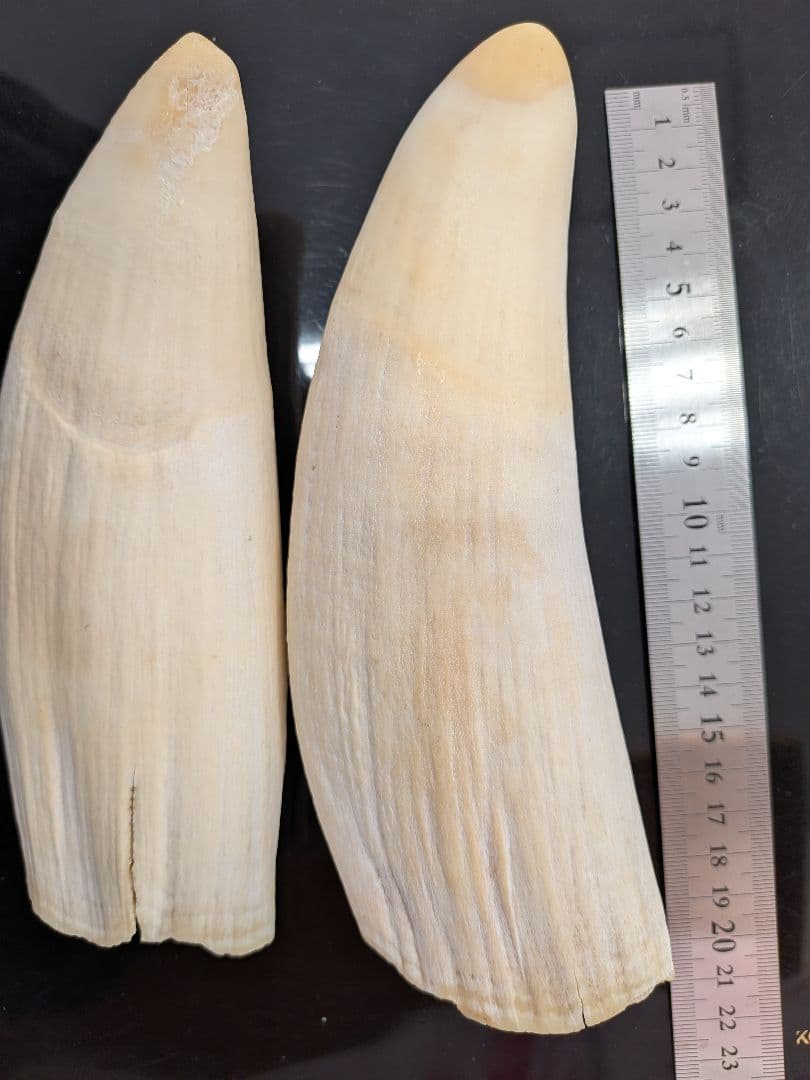 マッコウ鯨歯　特大