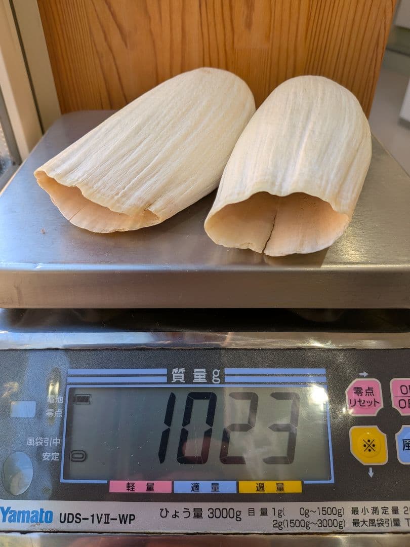 マッコウ鯨歯　特大