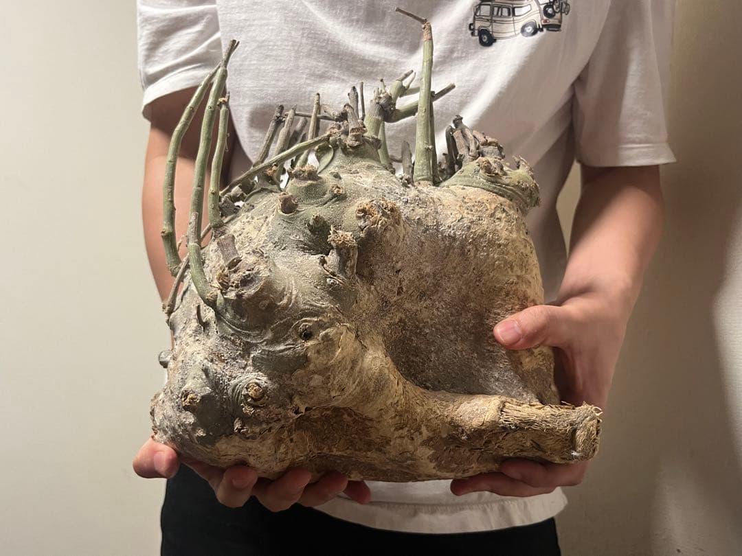 アデニアペチュエリー　ベアルート株