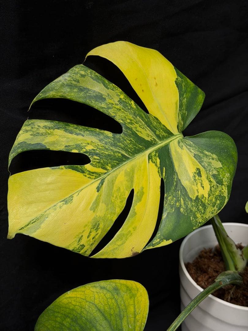し*★様 1Bモンステラ デリシオーサ イエローマリリン 黄班 大株 オーレア
