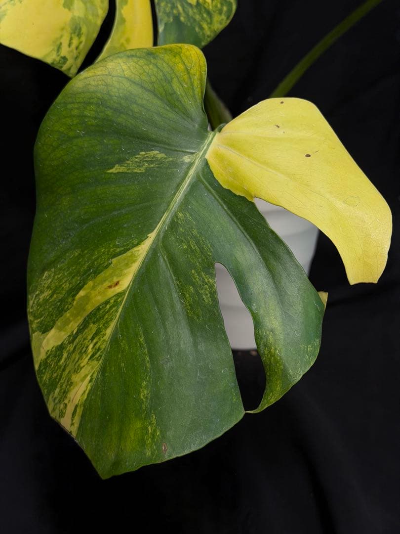し*★様 1Bモンステラ デリシオーサ イエローマリリン 黄班 大株 オーレア