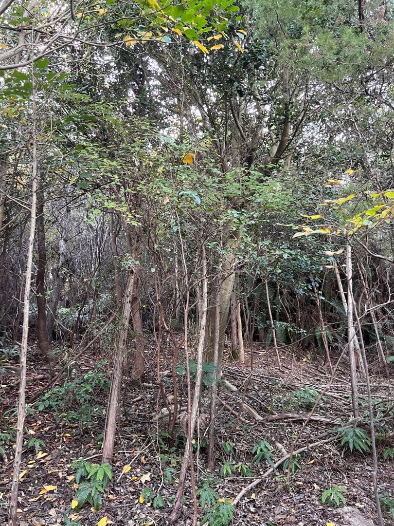 現品　ミツバツツジ　極上　3.5mほど　山採り　オススメ