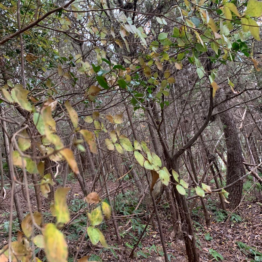 現品　ミツバツツジ　極上　3.5mほど　山採り　オススメ