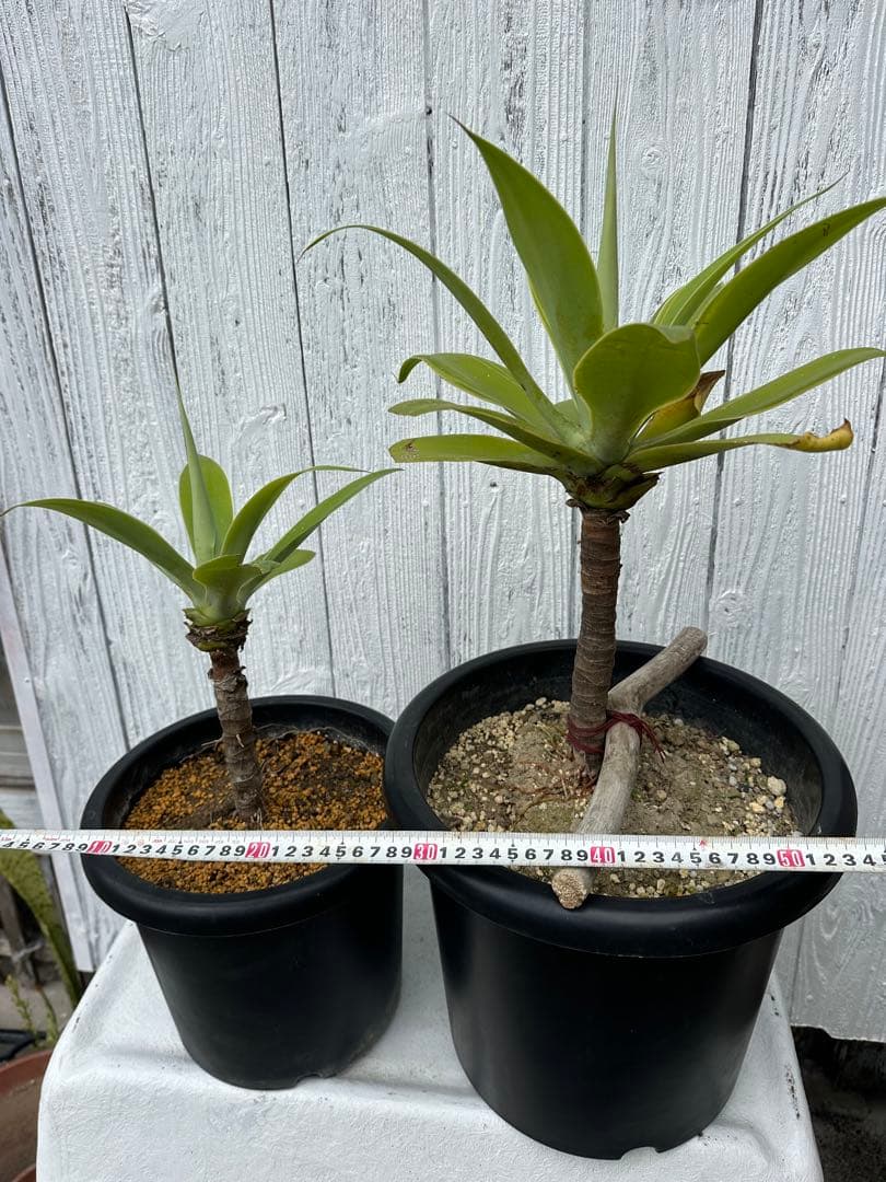 アガベアテナータ　2株セット