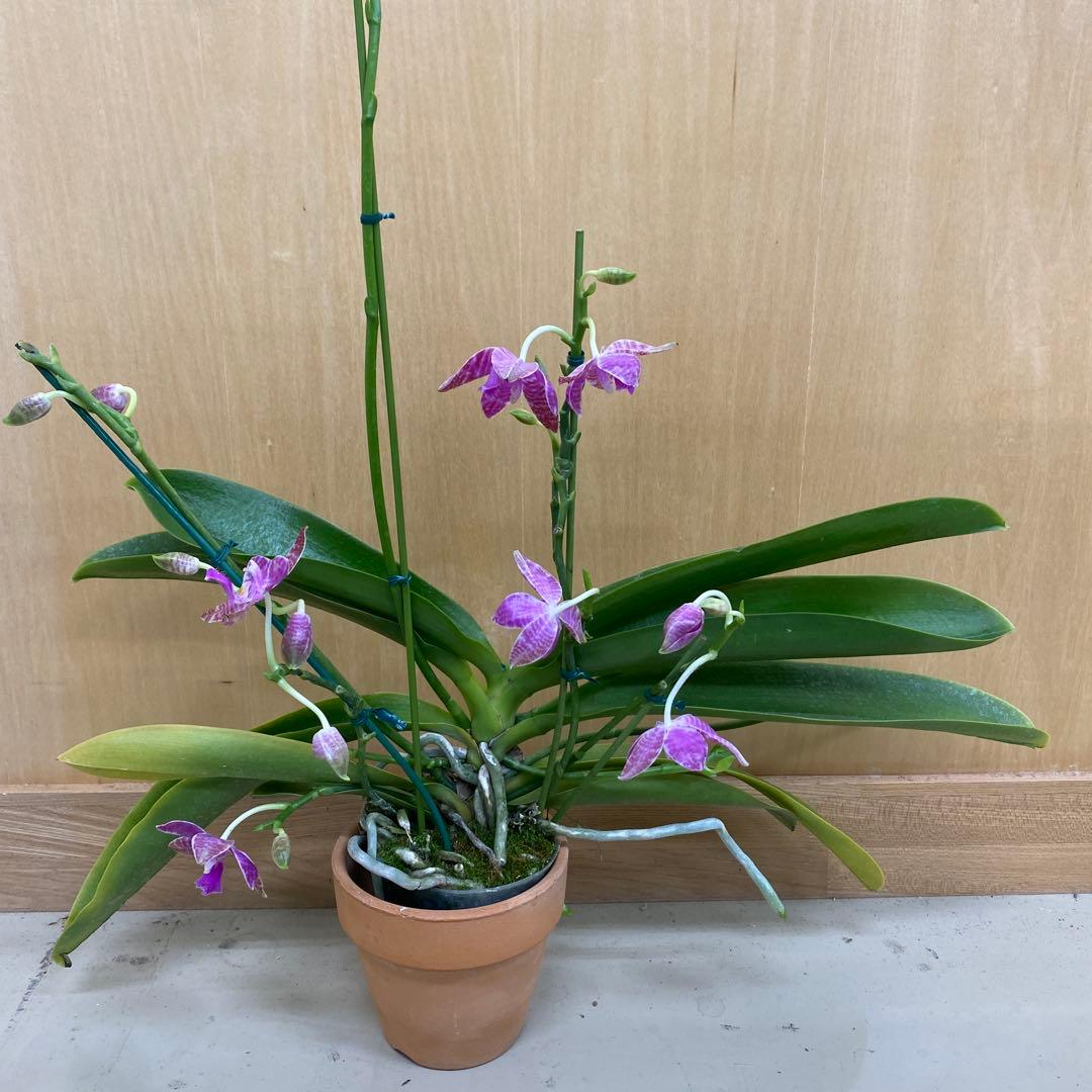 開花　蕾あり　胡蝶蘭原種　ファレノプシス　ルデマニアナ　洋蘭