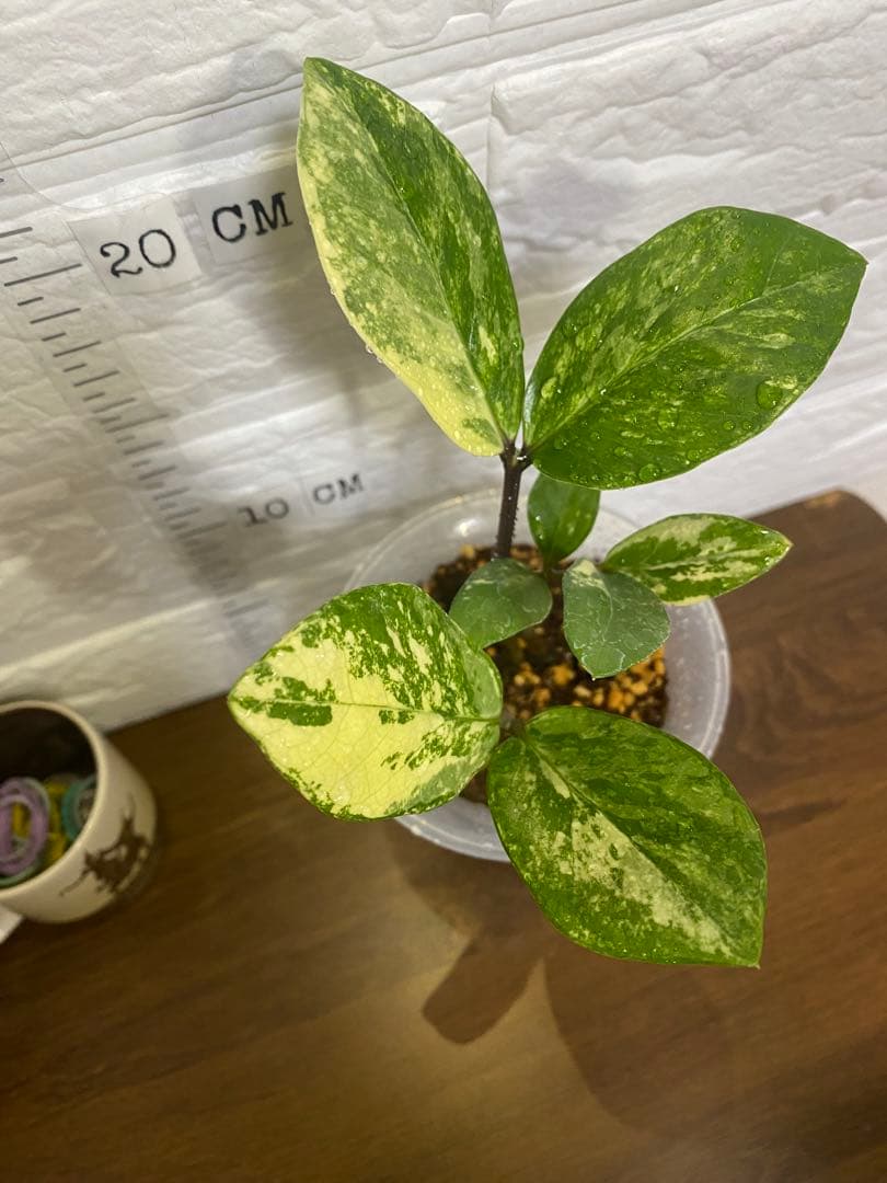 ザミオクルカス ザミフォーリア (斑入り~ レモン)