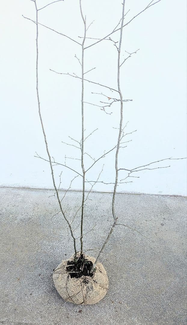 山採りアオハダ。