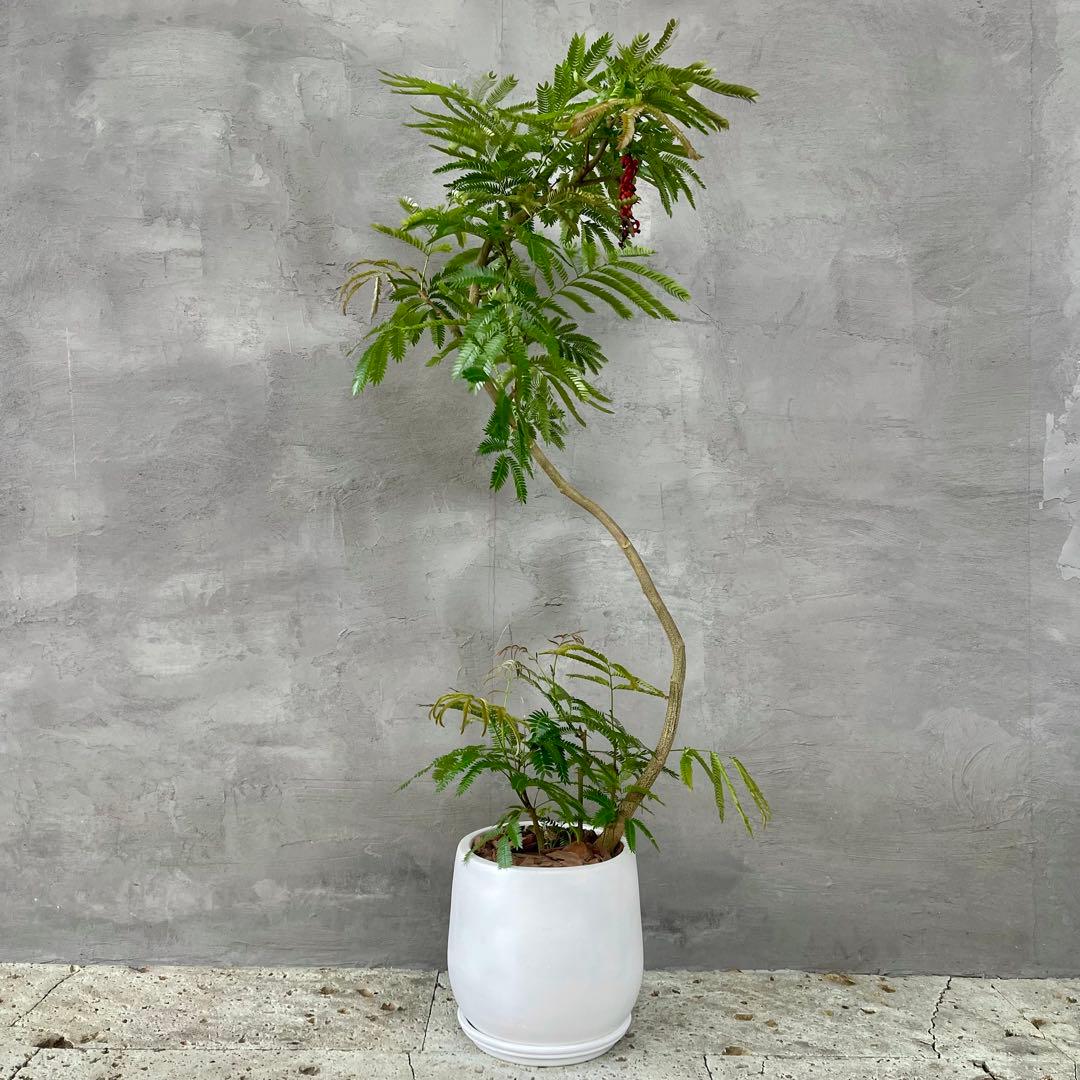 美形　大型　エバーフレッシュ　S字仕立て　10号　バルーン陶器鉢　植え込み発送