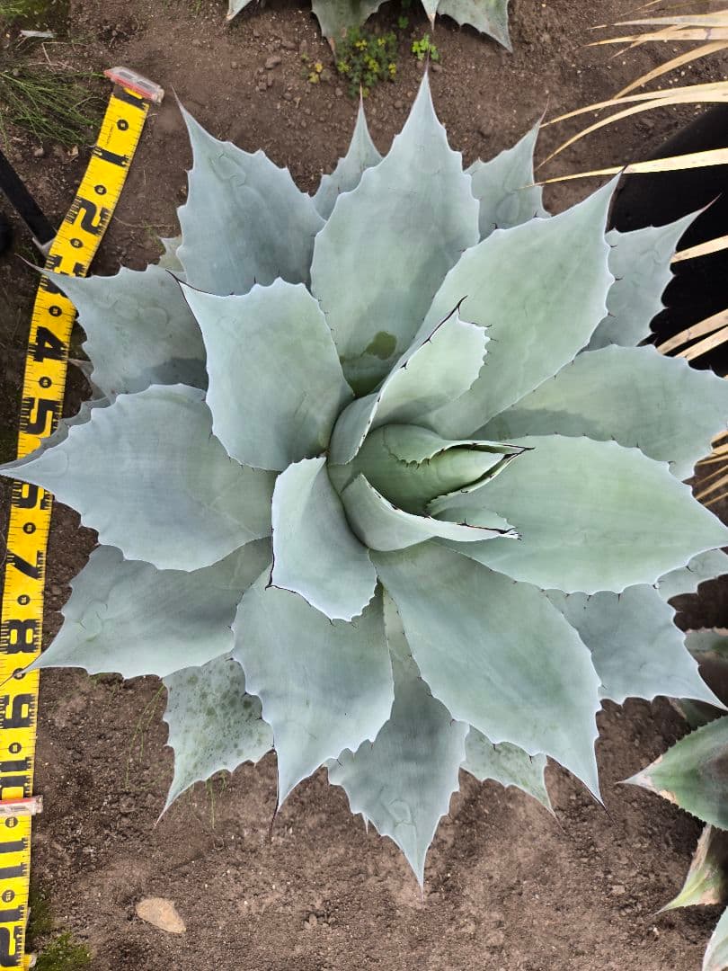 オバティーフォリア　フロスティブルー引き取り限定