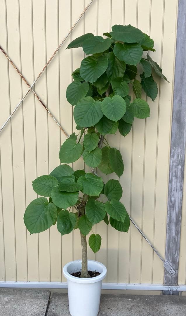 フィカス　ウンベラータ　鉢皿付き