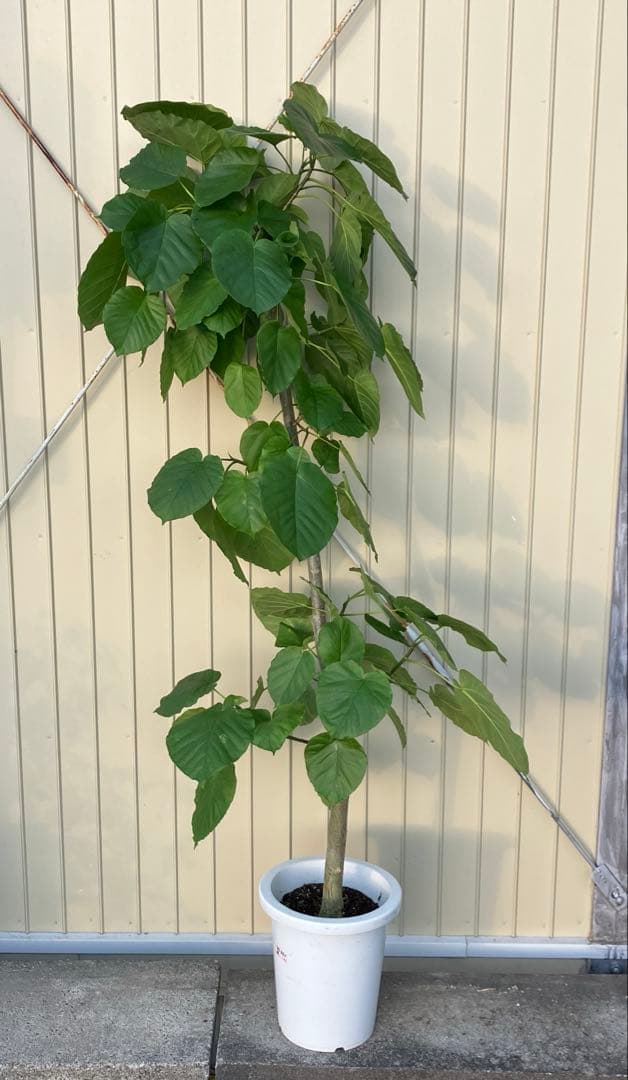 フィカス　ウンベラータ　鉢皿付き