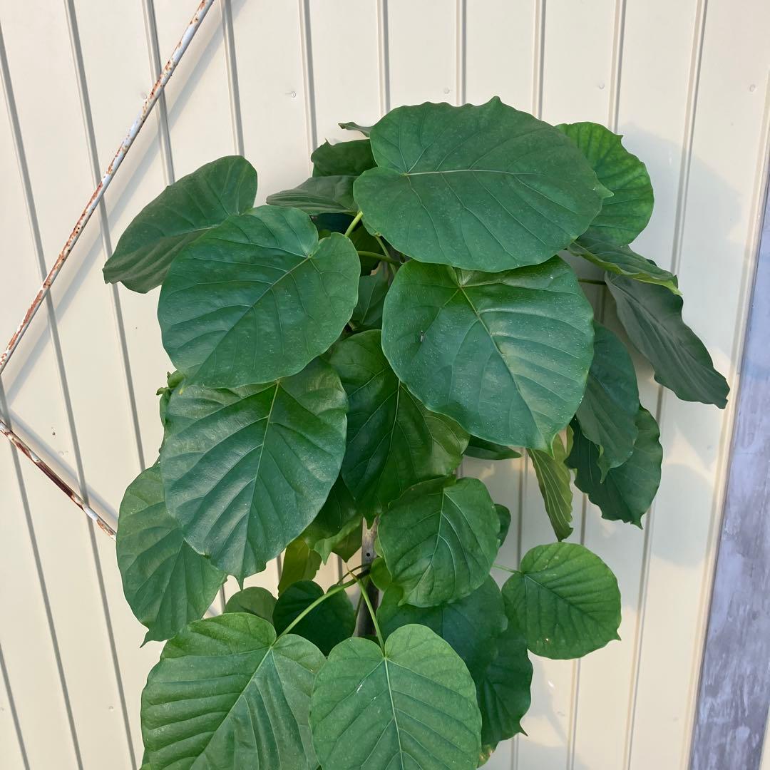 フィカス　ウンベラータ　鉢皿付き