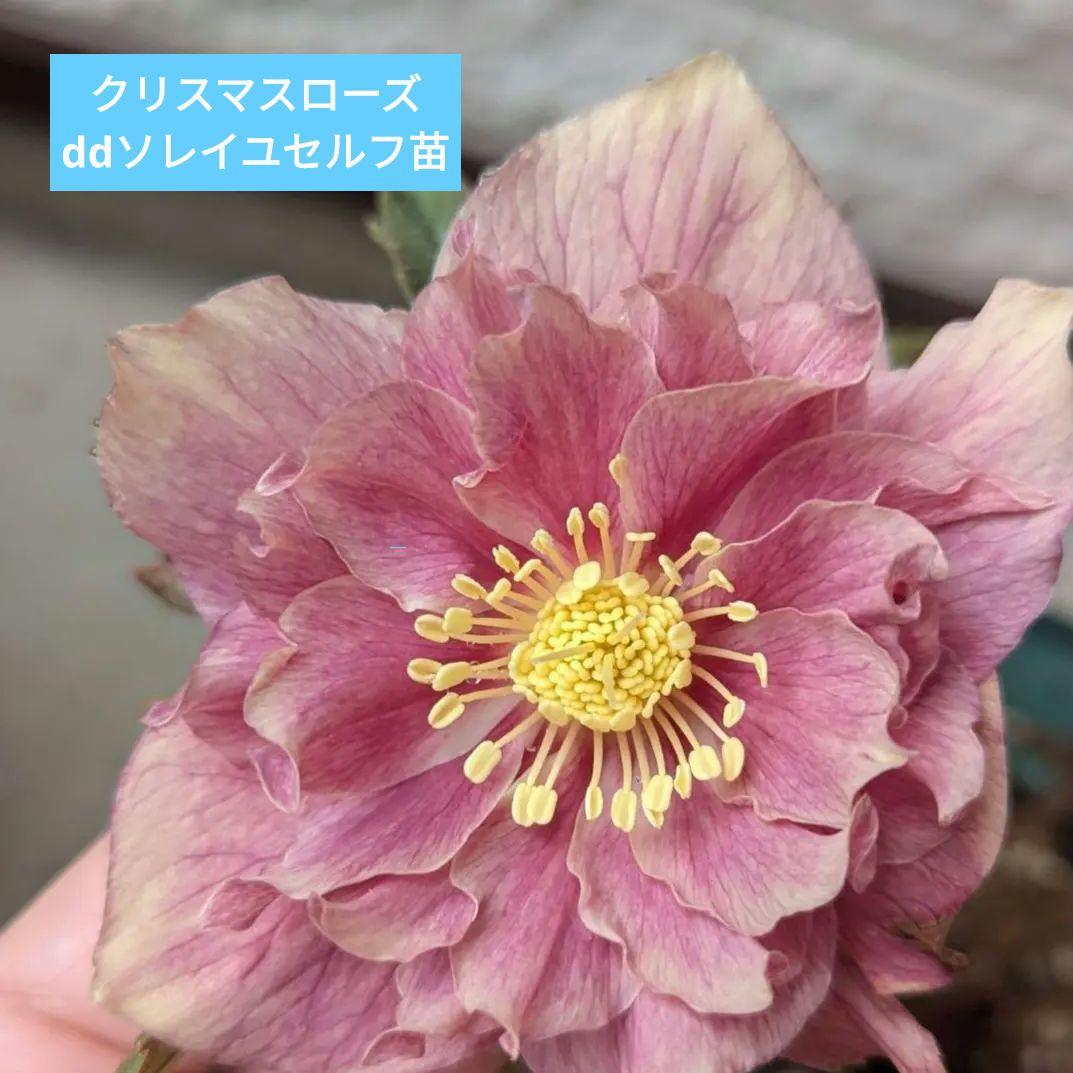 クリスマスローズ　多弁　ソレイユ　3号苗 　　鉢　花　バラ　植物