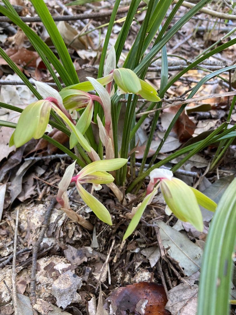 【天然野生の春蘭＊花芽9個の超巨大優良株/根が頑丈で抜群！】シュンラン＊日本春蘭