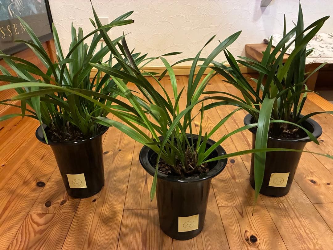 キンリョウヘン