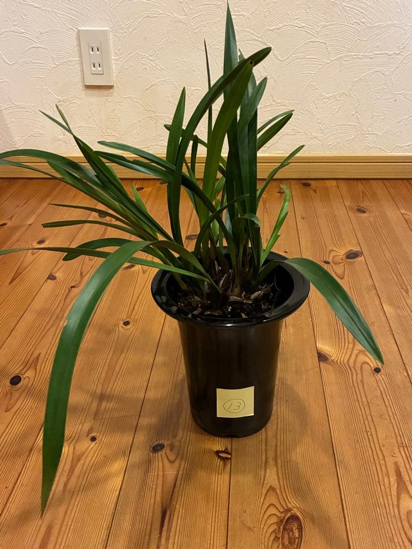 キンリョウヘン