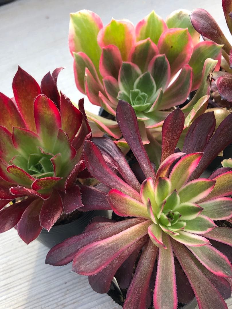 アエオニウム 5品種♡抜き苗セット③