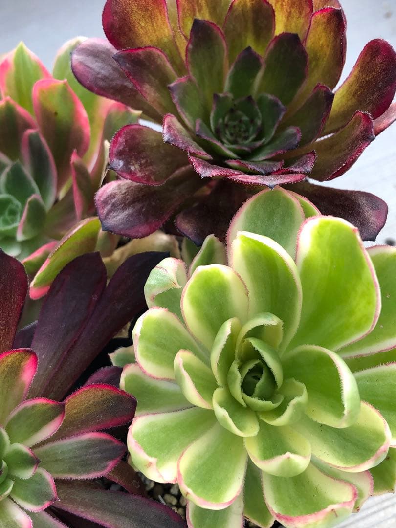 アエオニウム 5品種♡抜き苗セット③