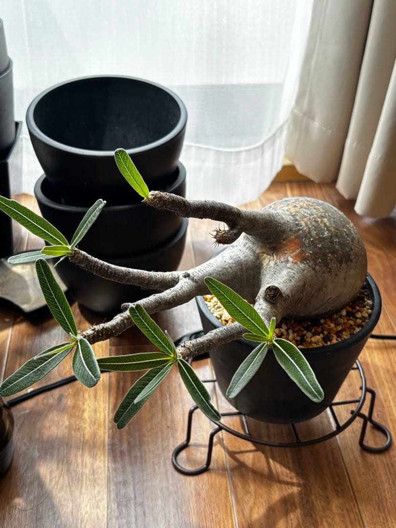 【発根済み】パキポディウム・グラキリス　優良株