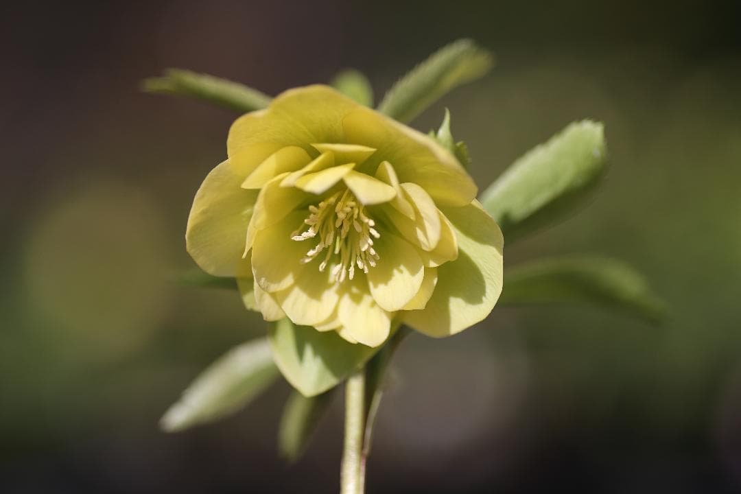 クリスマスローズ 開花実績株 DD段咲きイエロー