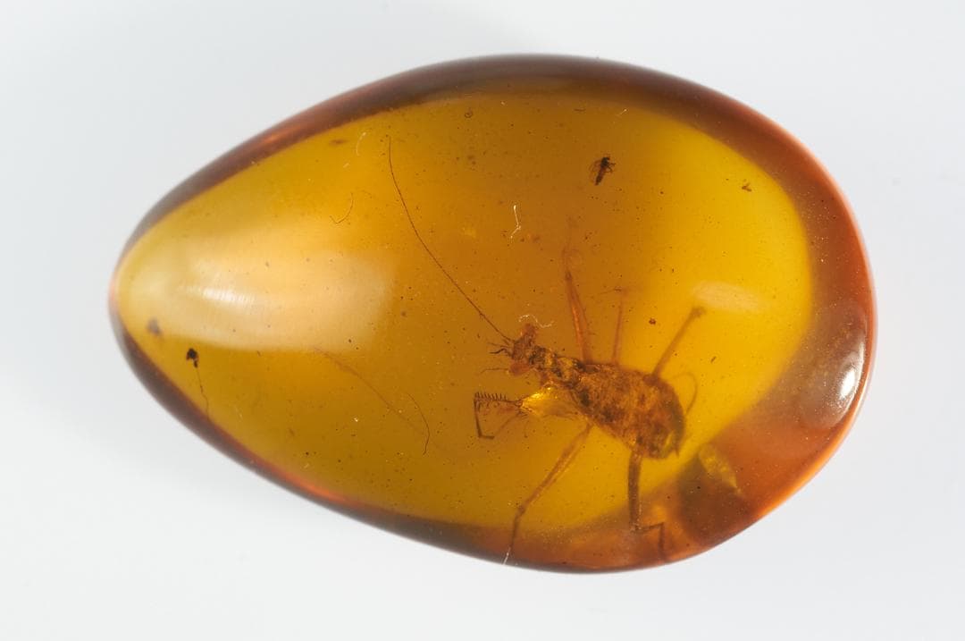 レア極上品 PA0091虫入り琥珀化石　ミャンマーカムティかタナイ9900万年前