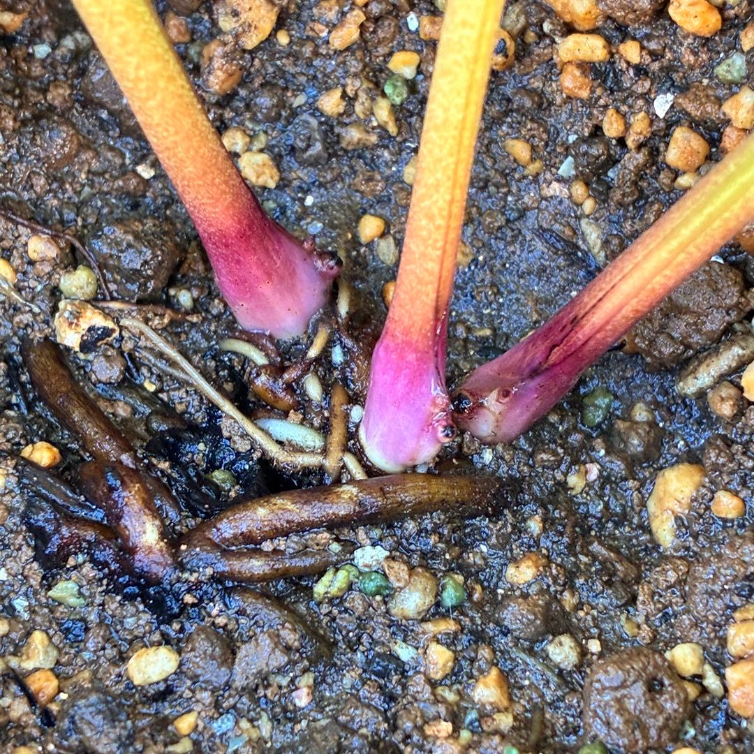 の*ん様 ❤️開花株❤️ワサワサ元気株❤️874❤️美発色❤️芳香❤️シルバーバ