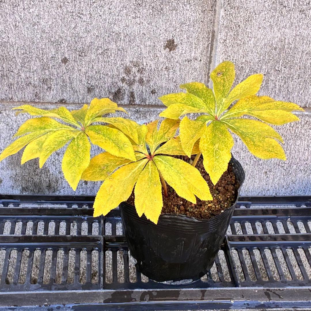 の*ん様 ❤️開花株❤️ワサワサ元気株❤️874❤️美発色❤️芳香❤️シルバーバ