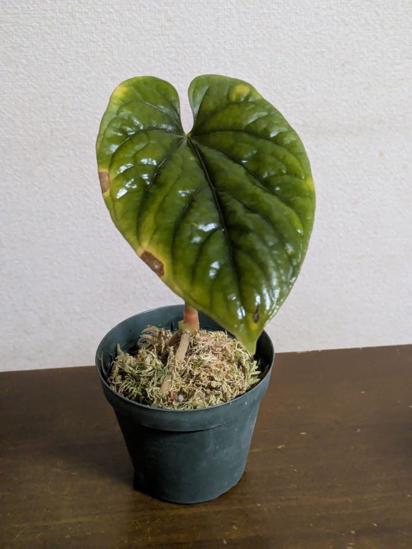 アンスリウム　デビリス　Anthurium debilis