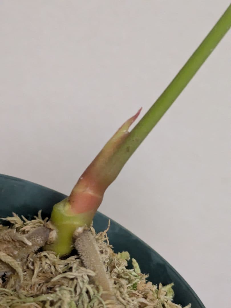 アンスリウム　デビリス　Anthurium debilis