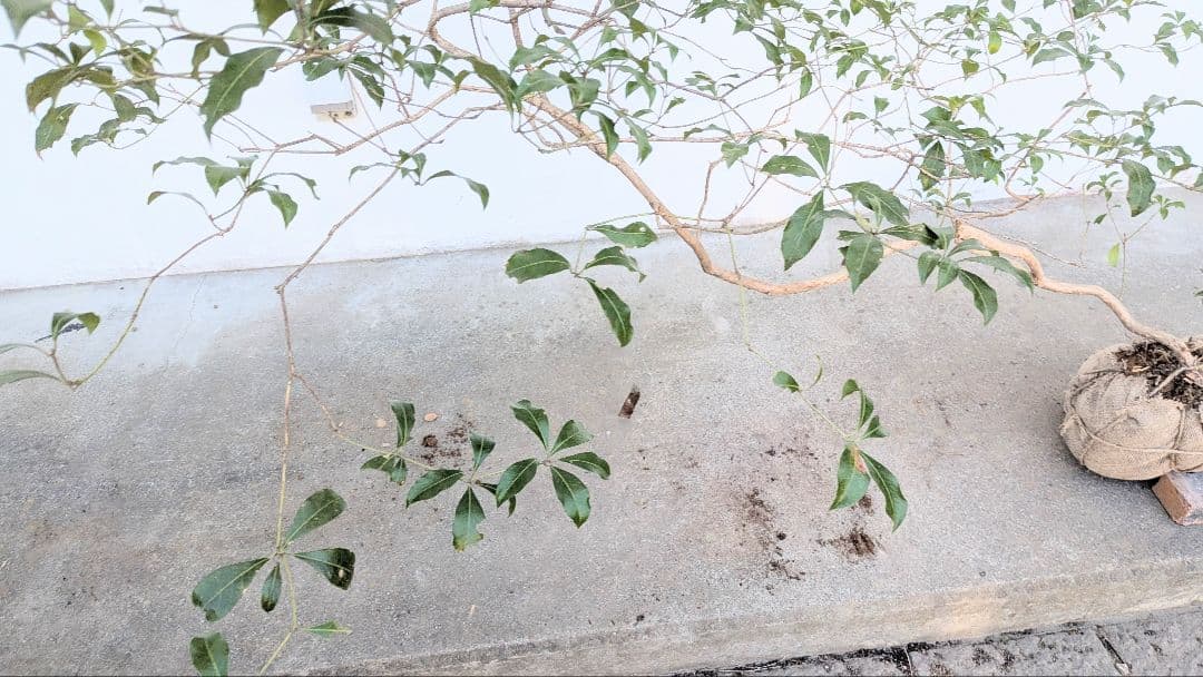 流れる美枝。山採りアセビ。