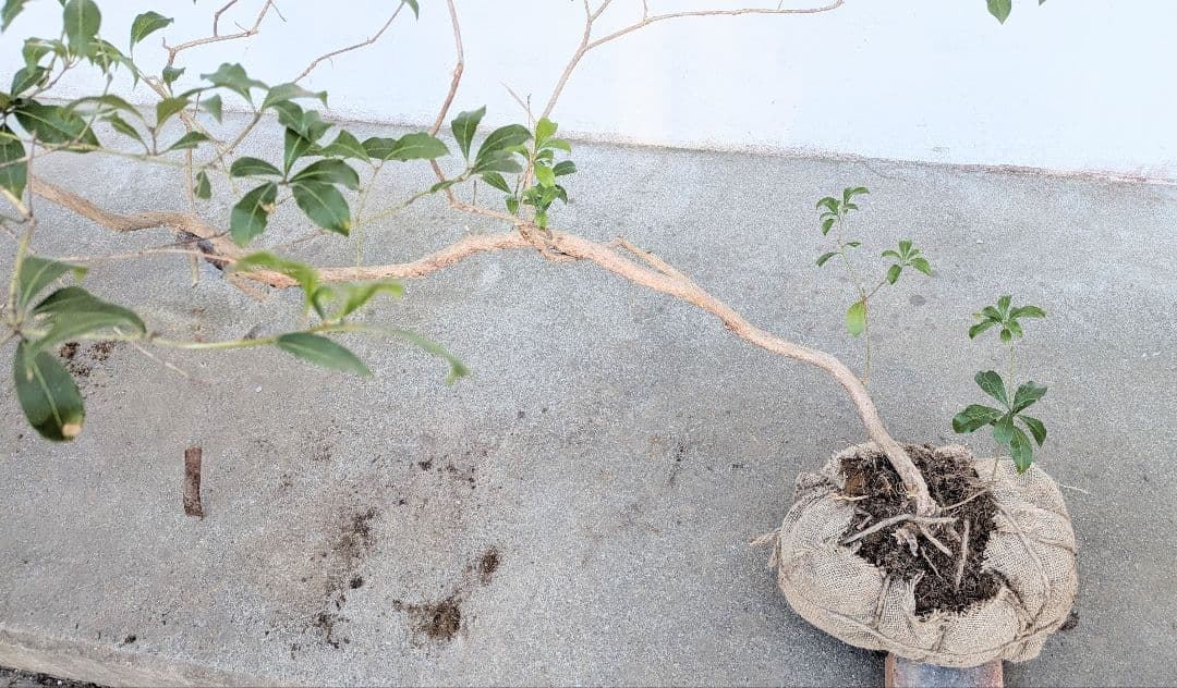 流れる美枝。山採りアセビ。