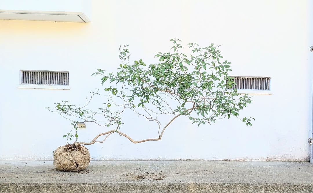 流れる美枝。山採りアセビ。