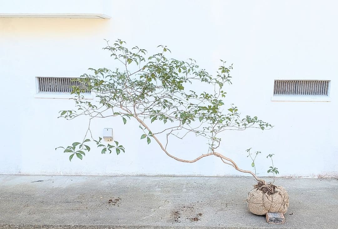 流れる美枝。山採りアセビ。