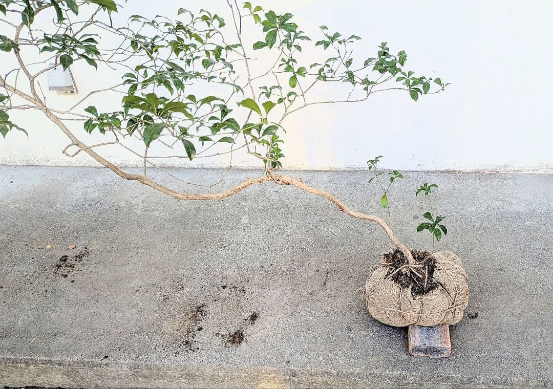 流れる美枝。山採りアセビ。