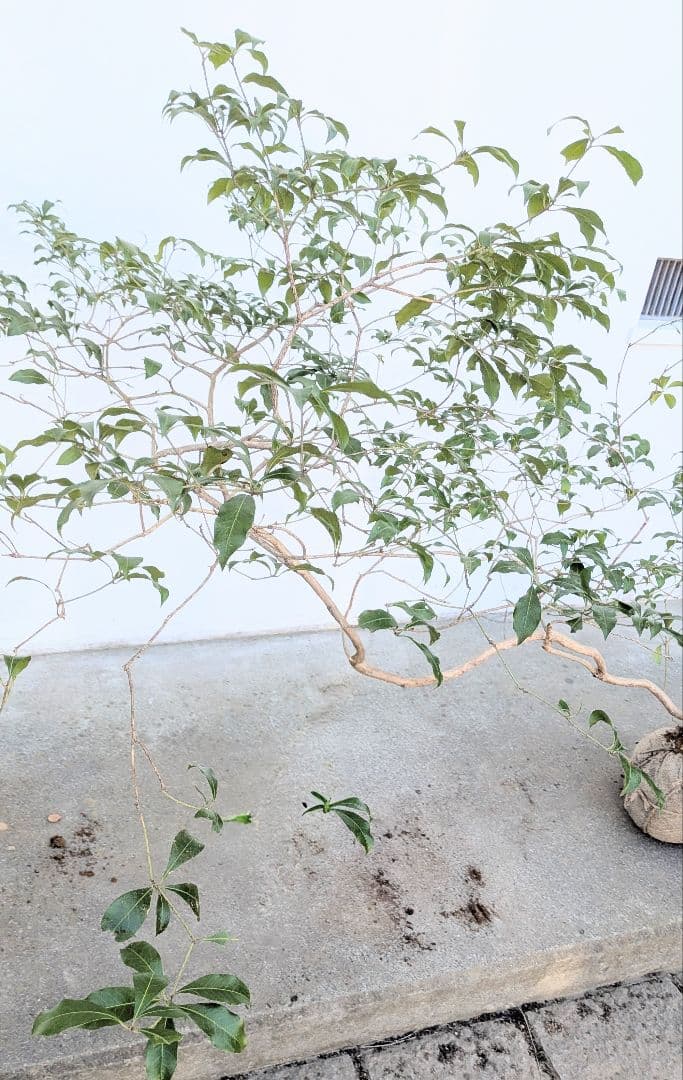 流れる美枝。山採りアセビ。