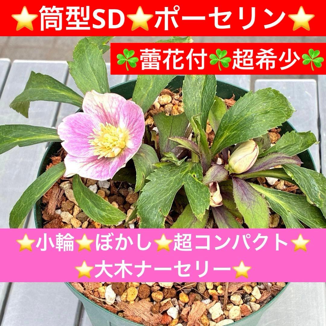 Y*i様 3551☘️蕾花付☘️超希少☘️筒型SD⭐️ポーセリン⭐️小輪⭐️ぼか