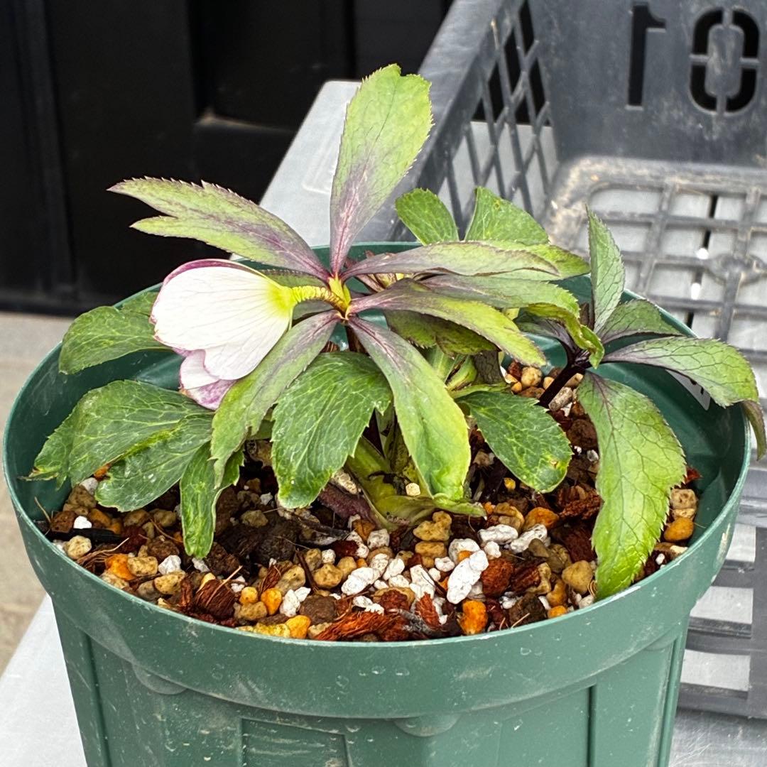 Y*i様 3551☘️蕾花付☘️超希少☘️筒型SD⭐️ポーセリン⭐️小輪⭐️ぼか