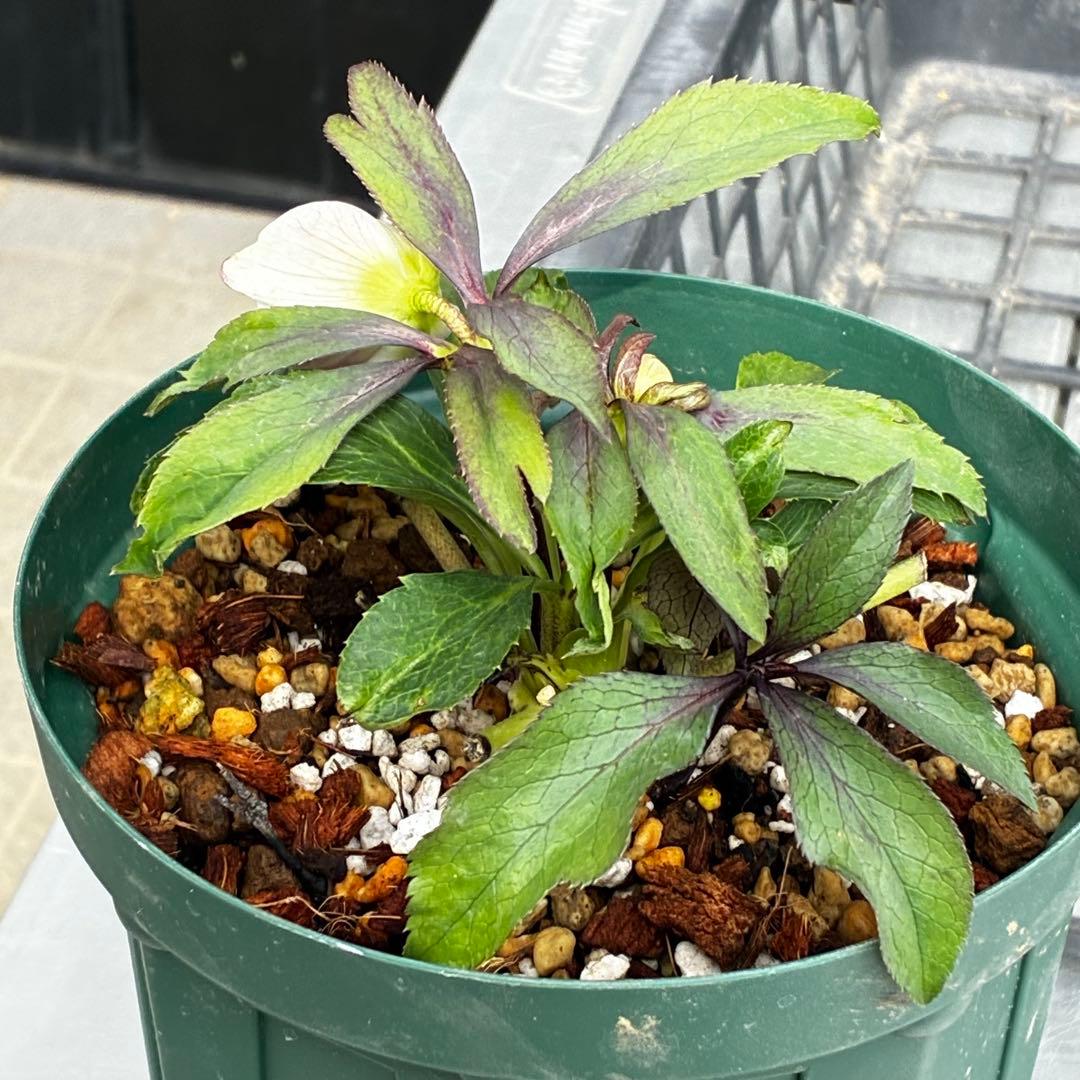 Y*i様 3551☘️蕾花付☘️超希少☘️筒型SD⭐️ポーセリン⭐️小輪⭐️ぼか