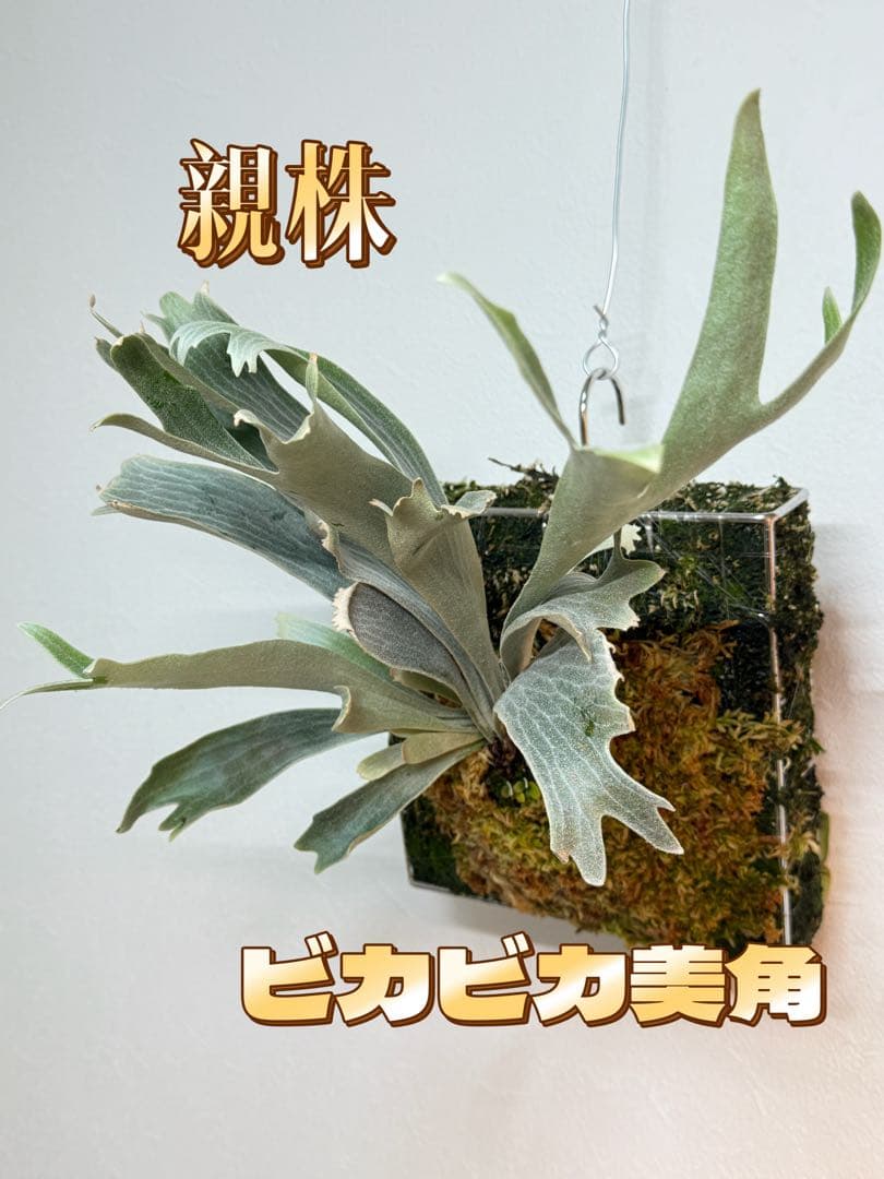 グレッチ　ビカクシダ　P. Willinckii 'Spur' pup