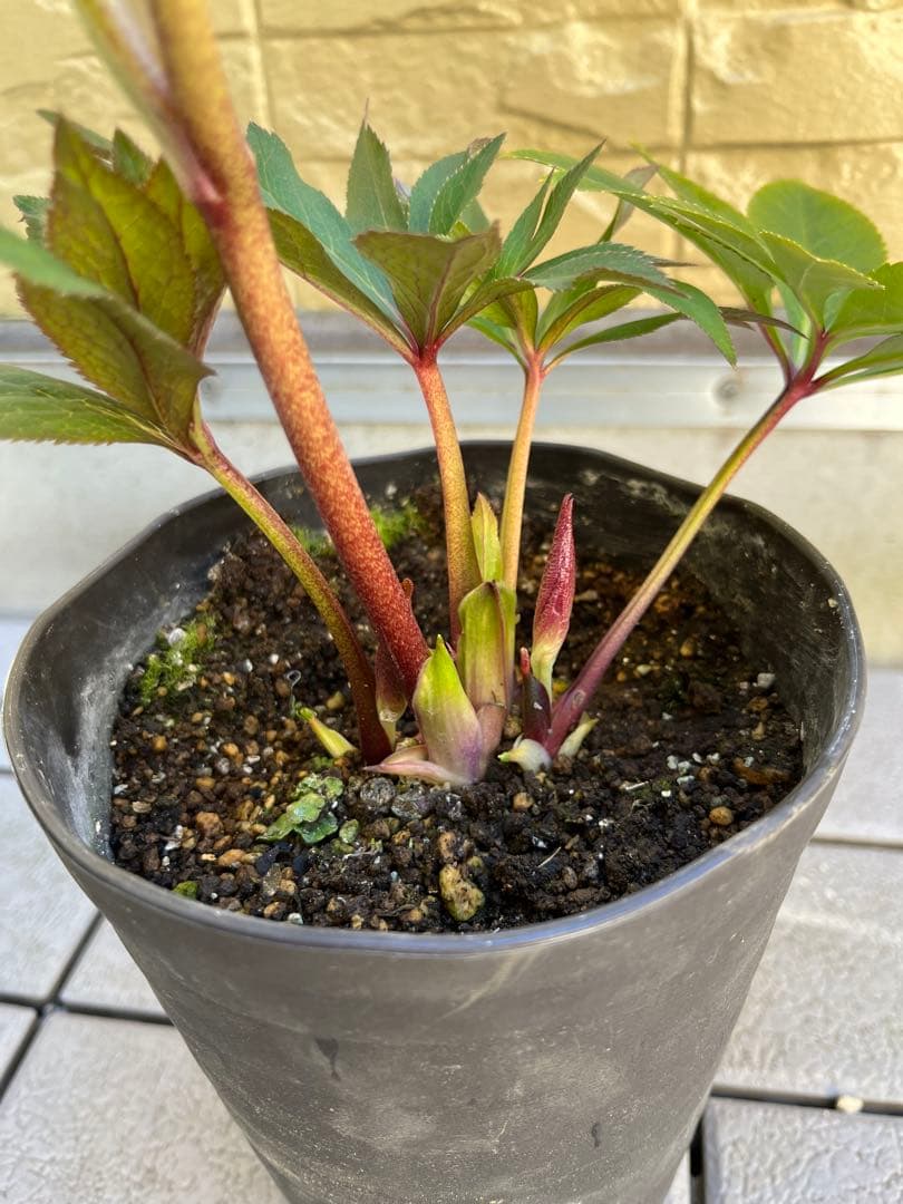 ご予約品　その2