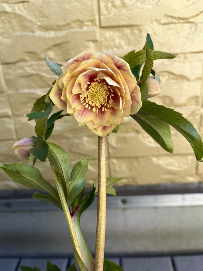 ご予約品　その2