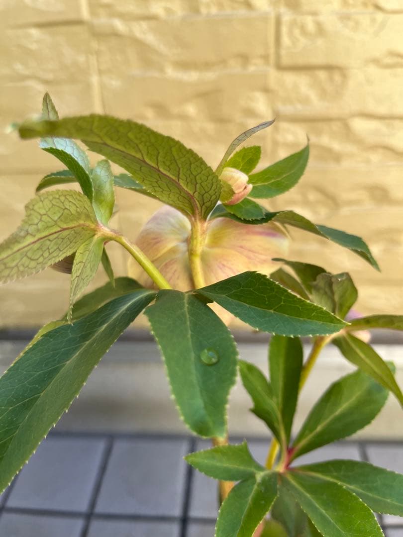 ご予約品　その2