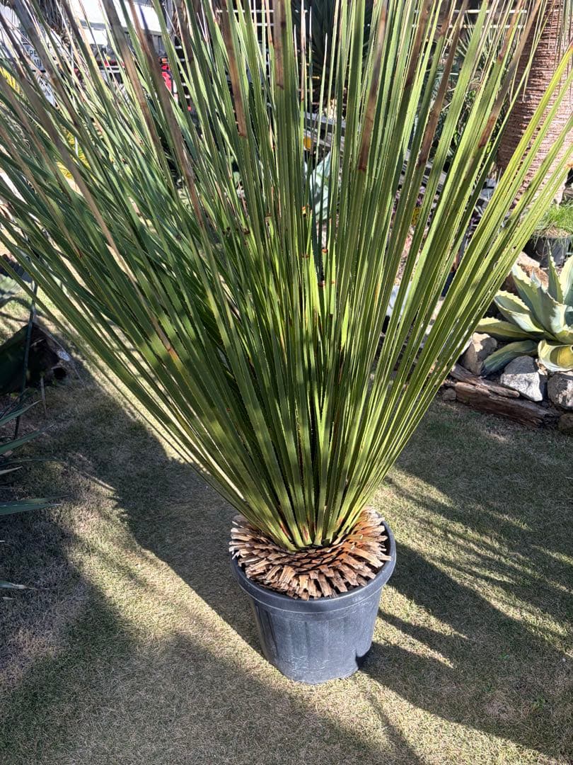 極耐寒性ダシリリオン　ミキワネンシス大株◇ドライガーデン多肉サボテン島アガベ南国