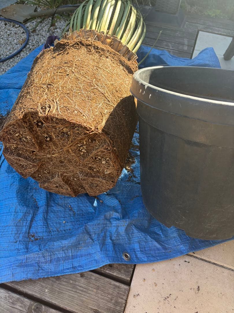 極耐寒性ダシリリオン　ミキワネンシス大株◇ドライガーデン多肉サボテン島アガベ南国