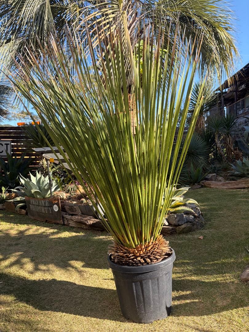 極耐寒性ダシリリオン　ミキワネンシス大株◇ドライガーデン多肉サボテン島アガベ南国