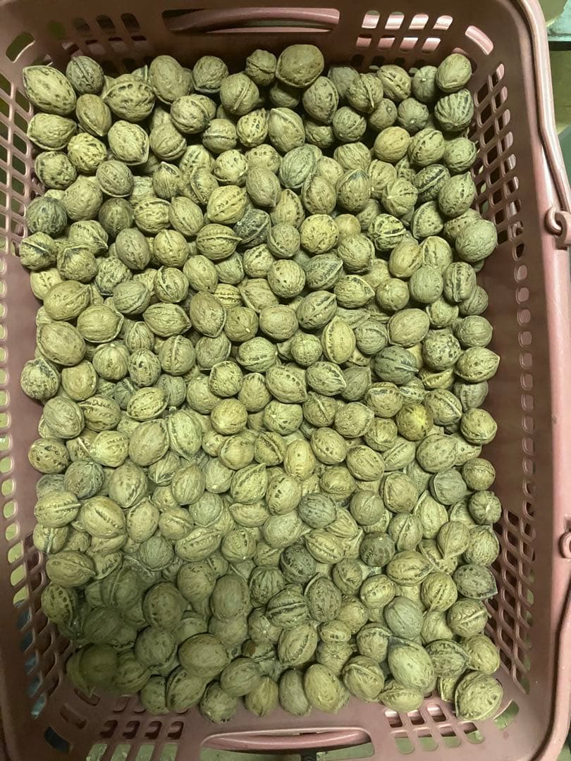 令和7年産　新物　福井産オニクルミ（鬼胡桃・鬼クルミ）約10kg