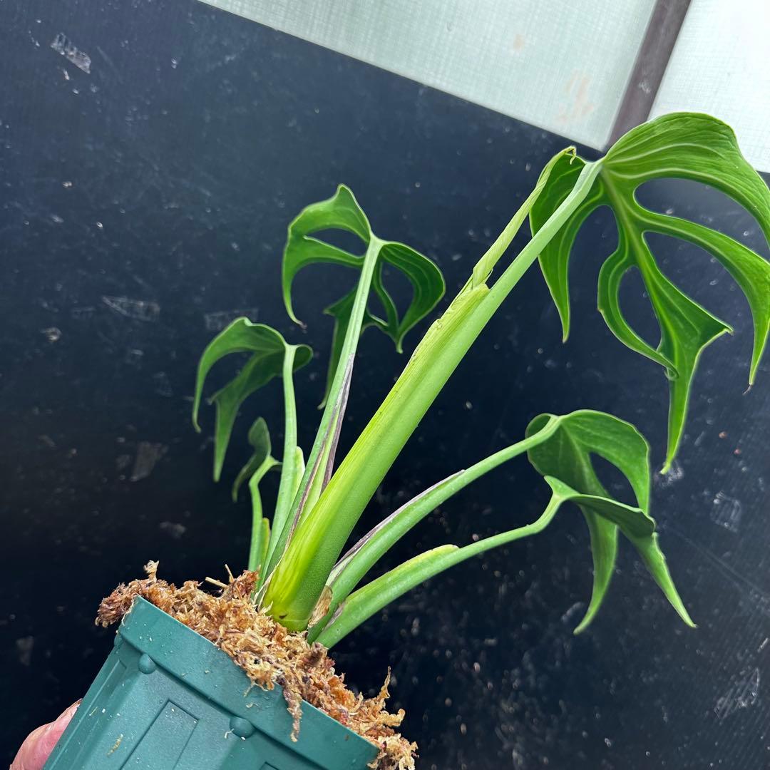 極*-様 モンステラデリシオーサバールマルクスフレーム4号鉢植え大株美株レア